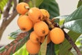 Loquat nespole fresh fruit on green tree