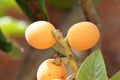 Loquat nespole fresh fruit on green tree