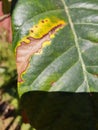 The loquat plant affected by a plant disease Royalty Free Stock Photo