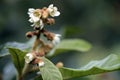 Loquat tree in bloom Royalty Free Stock Photo