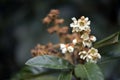 Loquat tree in bloom Royalty Free Stock Photo