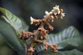 Loquat tree in bloom Royalty Free Stock Photo