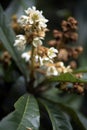 Loquat tree in bloom Royalty Free Stock Photo