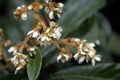 Loquat tree in bloom Royalty Free Stock Photo