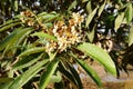 Loquat tree with flower