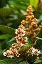 Loquat tree with flower
