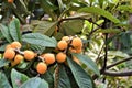 Loquat tree fruit green leaves nature agriculture