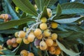 Loquat tree with fruits