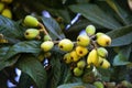 Loquat tree with mature fruits