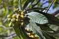 Loquat tree with mature fruits