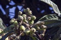 Loquat tree with mature fruits