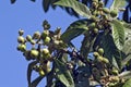 Loquat tree with mature fruits