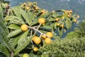 Loquat tree with fruit Royalty Free Stock Photo