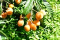 Loquat tree plant