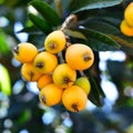 Loquat tree plant Royalty Free Stock Photo