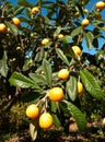 Loquats Royalty Free Stock Photo