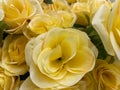 loral abstract background yellow roses closeup