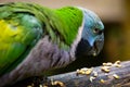 Lord Derby Parakeet Picking Up Food From A Trunk