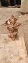 Lord Ganesha Pure Hand made clay statue.
