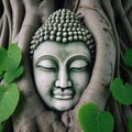 Lord Buddha head in tree roots