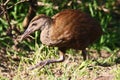 a lord howe woodhen that is standing in the grass on Lord Howe Island in Australia