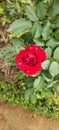 Red rose, garden rose, beautiful flower, valentine rose,