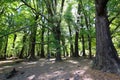 The Lord of the Rings forest near Paradise, Glenorchy, New Zealand Royalty Free Stock Photo