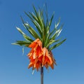 Lordly Crown Imperial or Fritillaria imperialis against blue sky