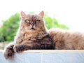 Lordly eye from gray persian cat