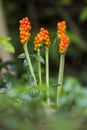 Lords-and-Ladies; Arum maculatum