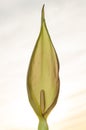 Lords-and-ladies (Arum maculatum) flower Royalty Free Stock Photo