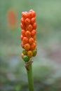 Lords and ladies, Arum maculatum, orange poisonous berries Royalty Free Stock Photo