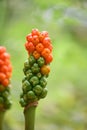 Lords and ladies, Arum maculatum, ripening orange poisonous berries Royalty Free Stock Photo