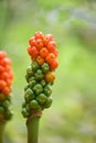 Lords and ladies, Arum maculatum, ripening orange poisonous berries