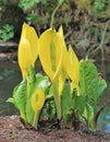 Lords and Ladies (Lysichiton americanum) Royalty Free Stock Photo