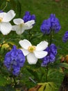 Anemone flowers and blue flower in October garden Royalty Free Stock Photo