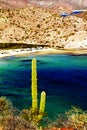 Saguaro in Loreto bays in the sea of baja california II Royalty Free Stock Photo