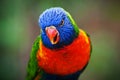 Lori Lorikeet Royalty Free Stock Photo