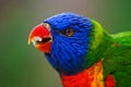Lori Lorikeet Royalty Free Stock Photo