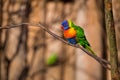 Lori lorikeet bird in nature park Royalty Free Stock Photo