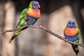 Lori lorikeet bird in nature park Royalty Free Stock Photo