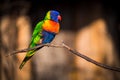 Lori lorikeet bird in nature park Royalty Free Stock Photo