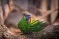 Lori lorikeet bird in nature park Royalty Free Stock Photo