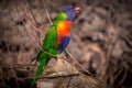Lori lorikeet bird in nature park Royalty Free Stock Photo