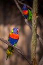 Lori lorikeet bird in nature park Royalty Free Stock Photo