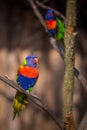 Lori lorikeet bird in nature park