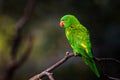 Lori lorikeet in the nature Royalty Free Stock Photo