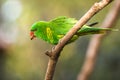 Lori lorikeet in the nature Royalty Free Stock Photo