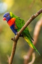 Lori lorikeet in the nature Royalty Free Stock Photo