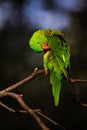 Lori lorikeet in the nature Royalty Free Stock Photo